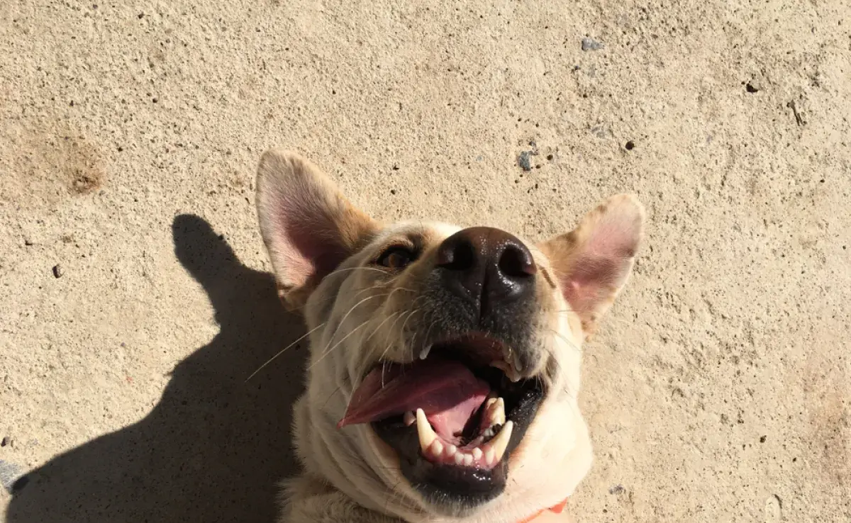 Los perros felices tienen una mejor calidad de vida