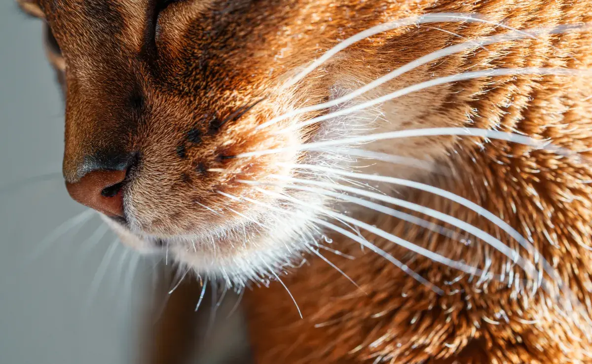 Las vibrisas son órganos sensoriales para los gatos