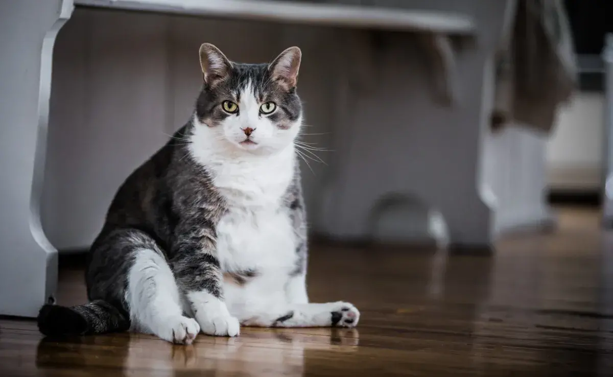 La obseidad en gatos puede llegar a deteriorar su salud a largo plazo
