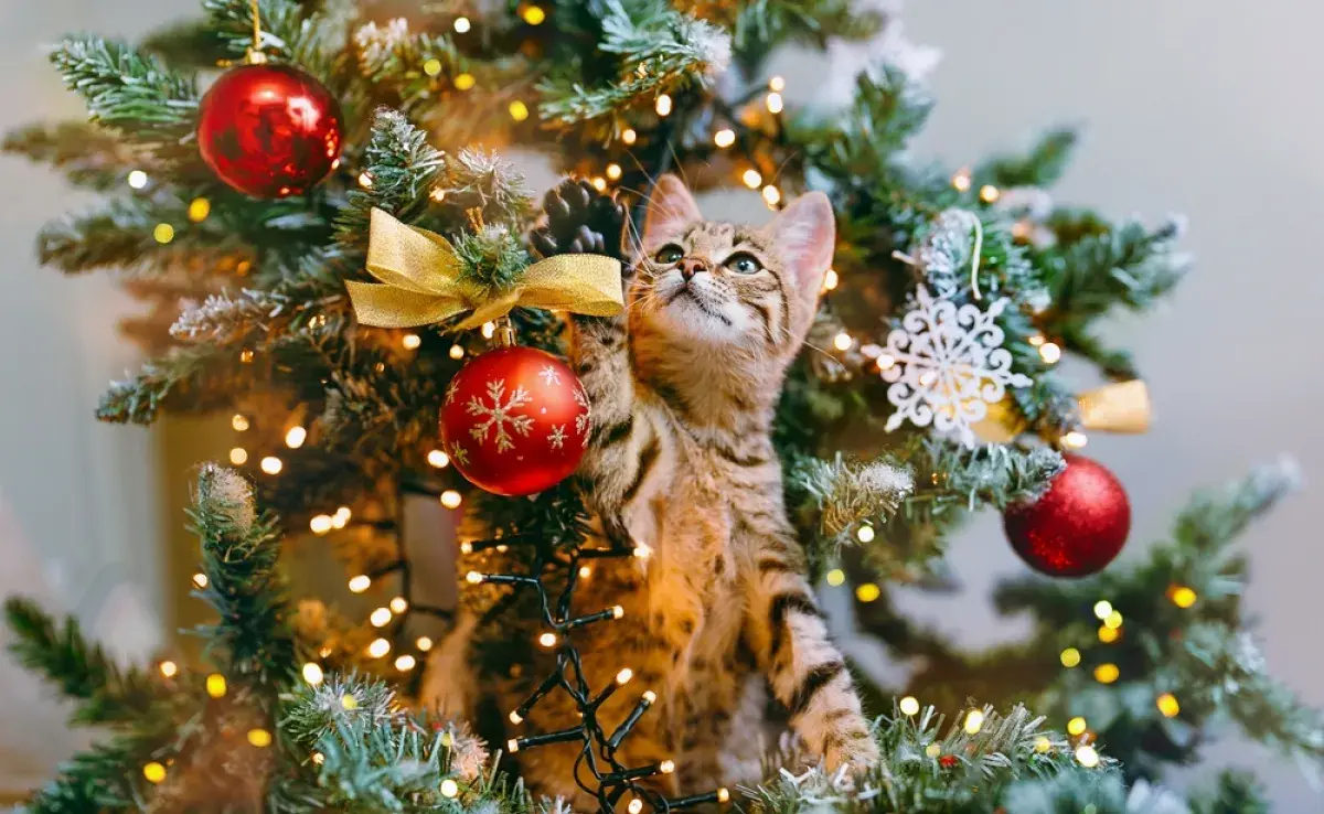 Luces intermitentes y adornos: ¡los gatos y los árboles de Navidad tienen una relación muy curiosa!