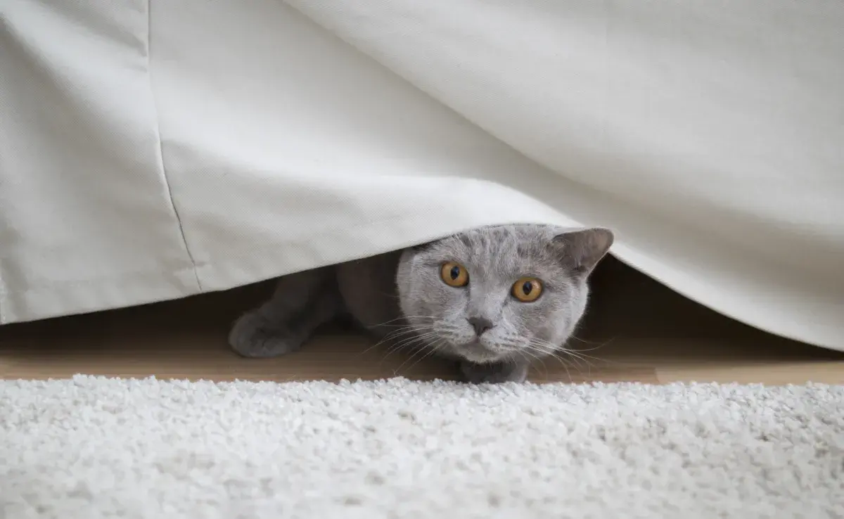 Gato asustado por los fuegos artificiales: mira cómo tranquilizarlo en estas ocasiones