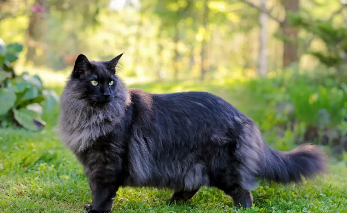 Un gato gigante es el que tiene un tamaño mucho más grande que el promedio, como el Bosque de Noruega