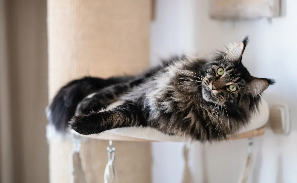 Los gatos peludos son súper tiernos y suaves, pero necesitan de cuidados especiales con el pelaje