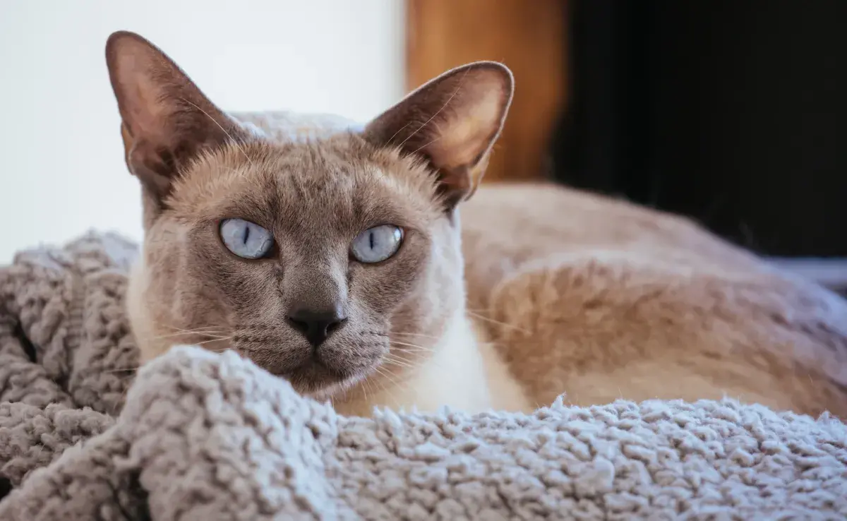 El pelaje del gato Tonks tiene un aspecto degradé