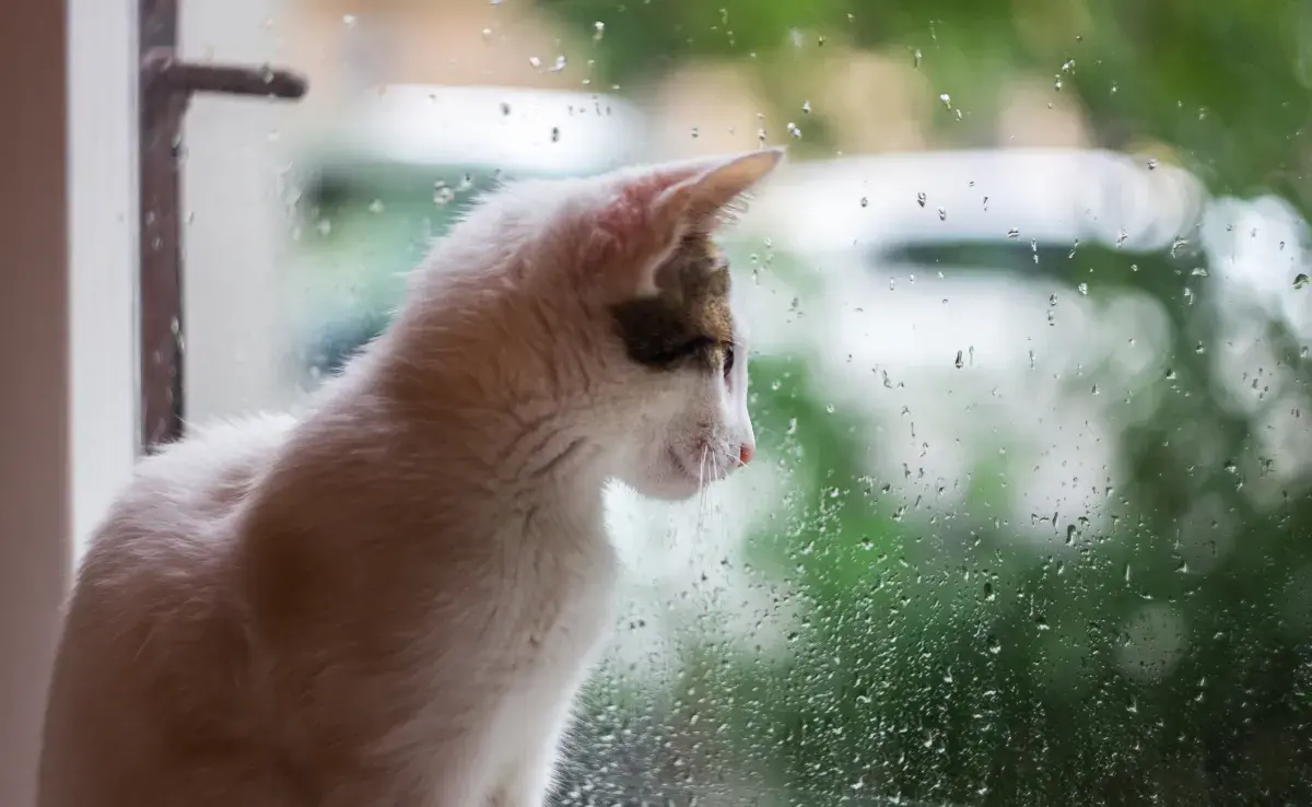 Las señales de un gato triste incluyen falta de apetito y alteraciones en el sueño