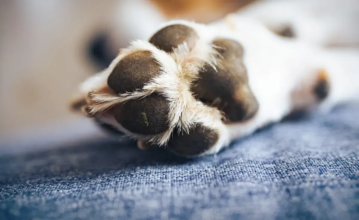 Las almohadillas de los perros son un tejido duro formado por piel gruesa