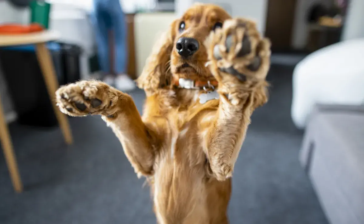 Descubre para qué sirve la almohadilla del perro