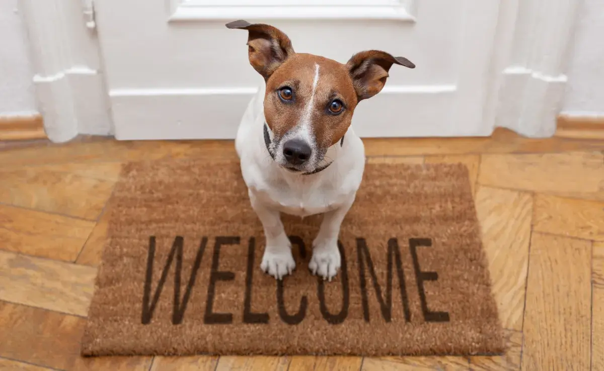  Perro feliz: ¿se puede “hacerle fiesta” al peludo al llegar a casa?