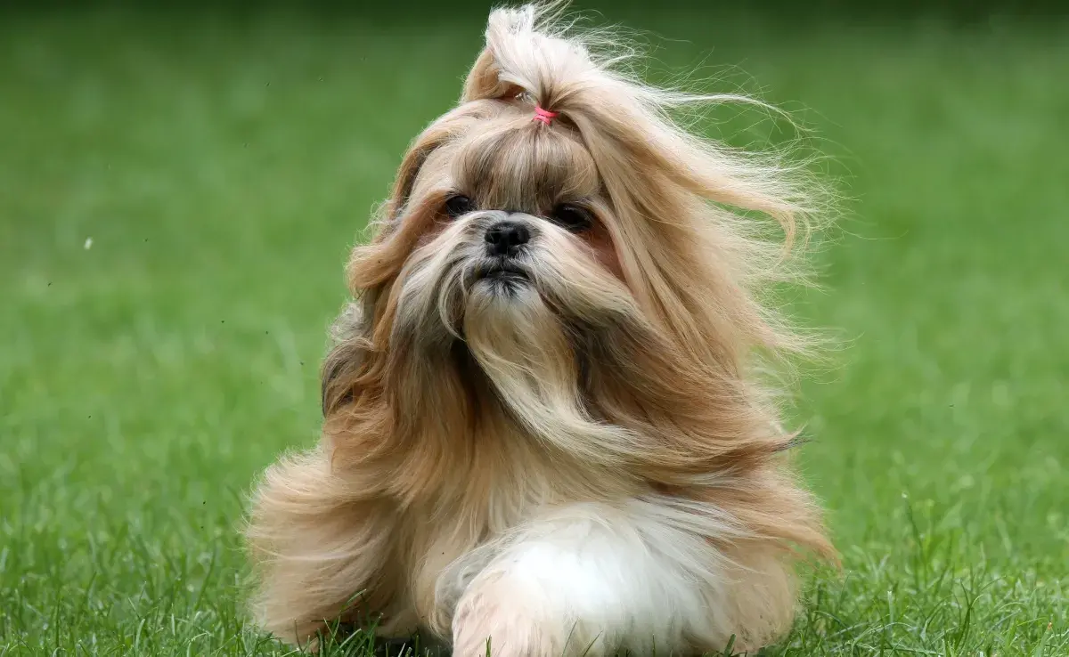 Una raza de perro que sorprendentemente no suelta pelo es el Shih Tzu