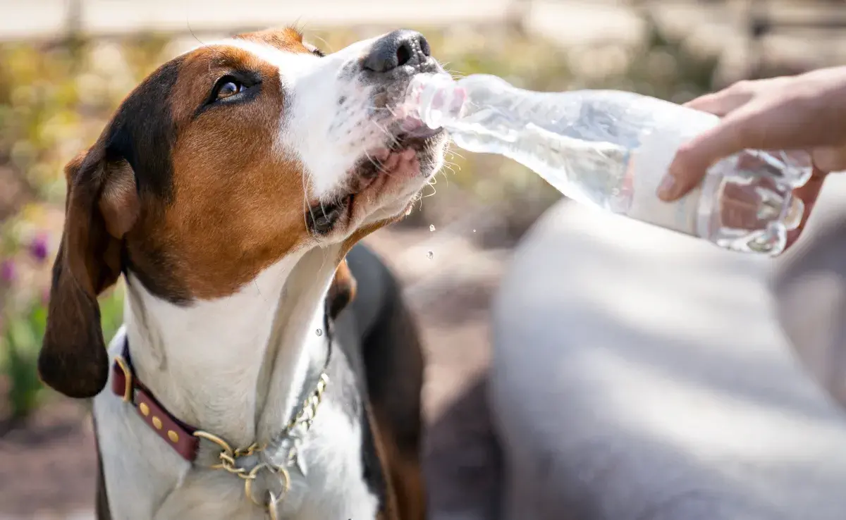 El perro siente calor y necesita cuidados especiales, pero algunas razas pueden sufrir más que otras