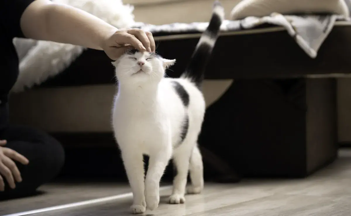 Cuando están tranquilos y relajados, la cola del gato suele estar hacia arriba y con el pelo bajo