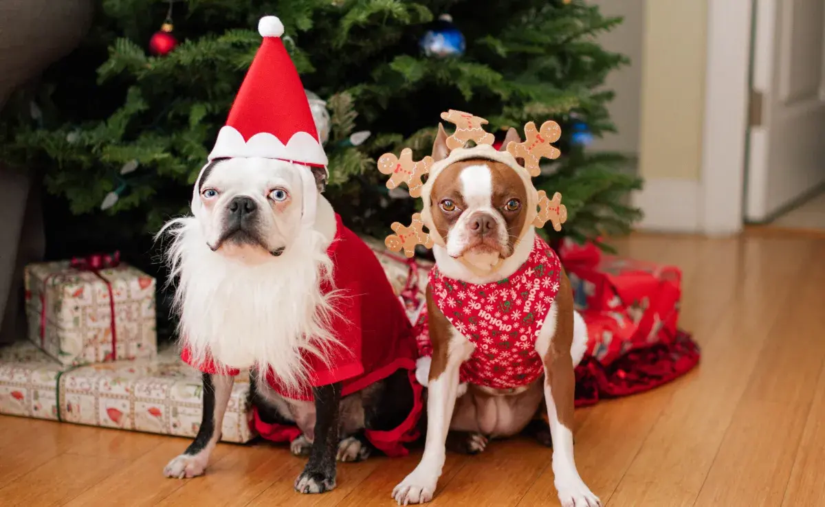 Además de la ropa de Navidad, puedes pensar en exquisiteces para agradar a tu perrito