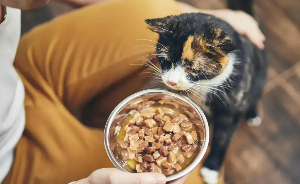 El sachet para gatos es el preferido de la especie