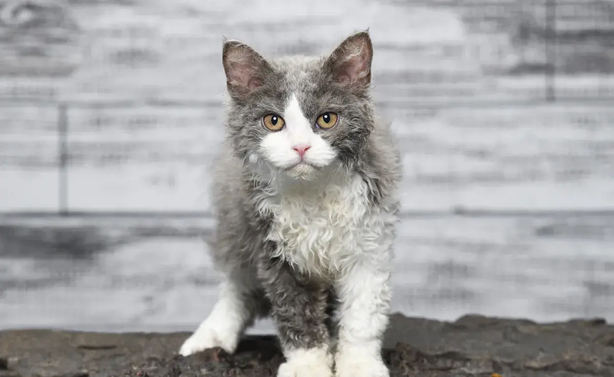 Selkirk Rex: el pelo rizado es la marca registrada de la raza