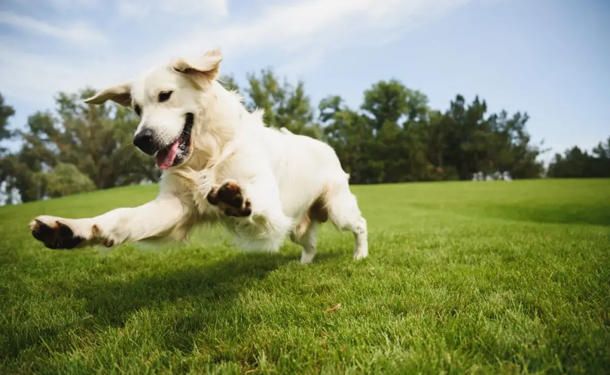 La temperatura normal del perro es más elevada, lo que puede causar cierta confusión