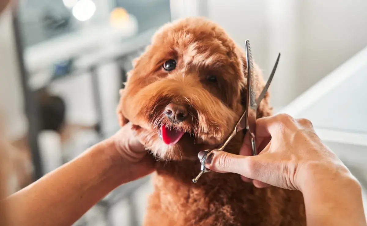 Se recomienda cortarle el pelo al perro en verano para refrescarlo, siempre que se haga de forma correcta