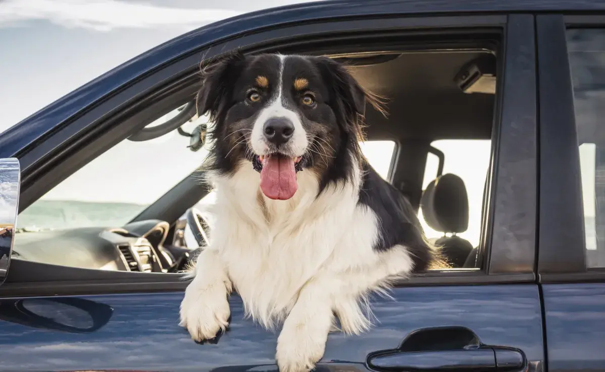 ¿Viajar con el perro o elegir un hotel para mascotas? Descubre cuál es la mejor opción para tu perro