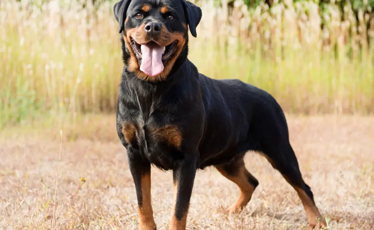 Estos perros aman los apapachos y se les nota. 