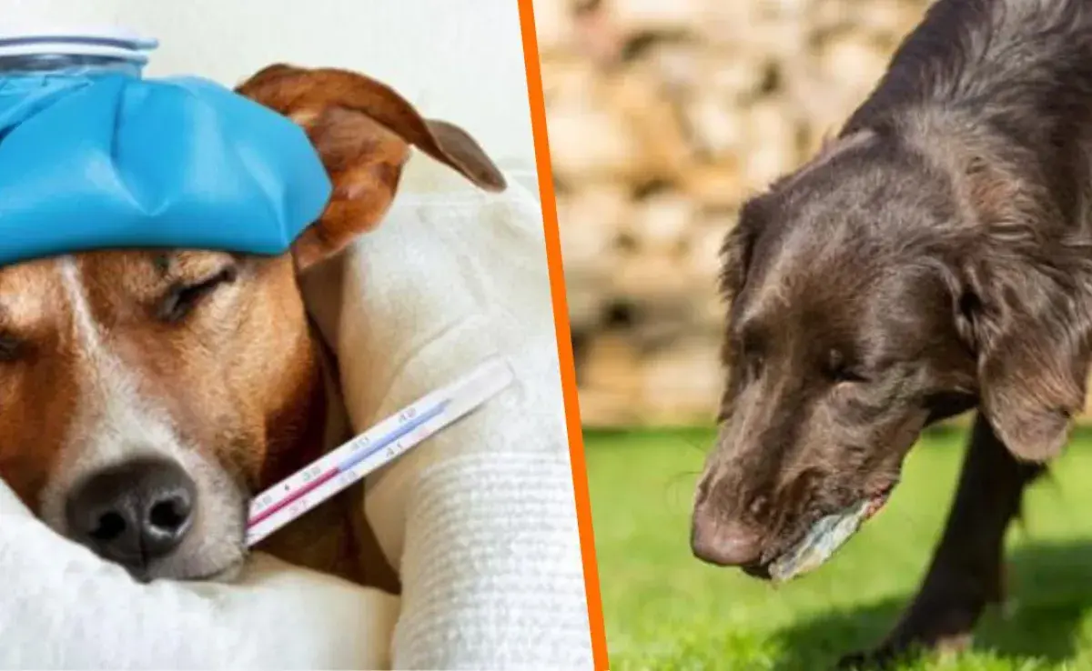  Si tu perro vomita más de una vez al día, sin interrupción o durante más de 24 horas, debes acudir al veterinario