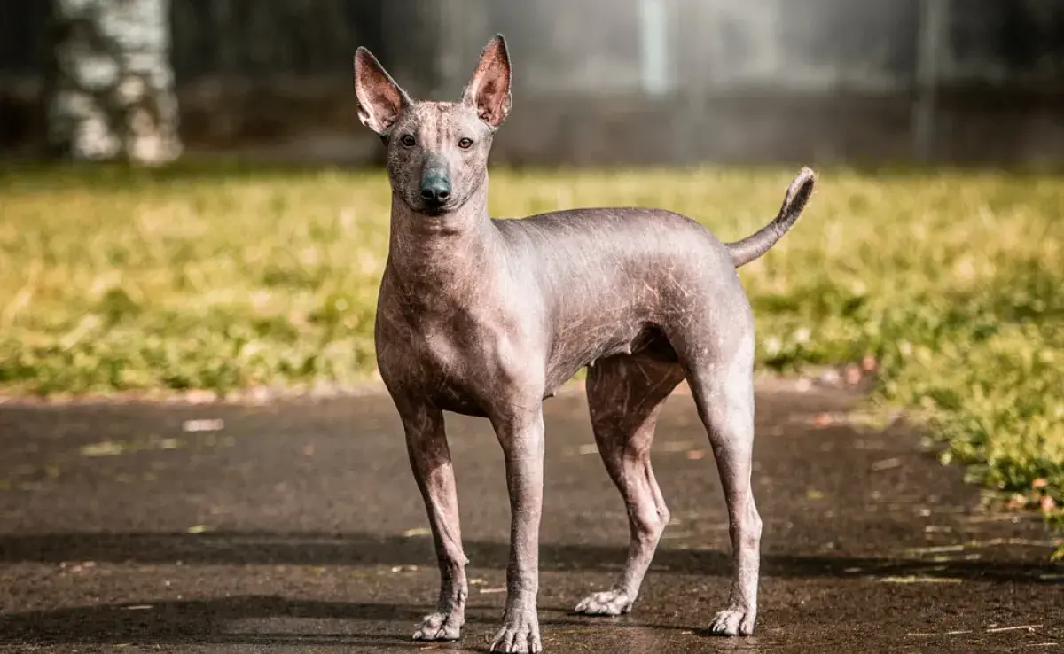 El Xoloitzcuintle es un perro sin pelo originario de México que tiene una historia antigua