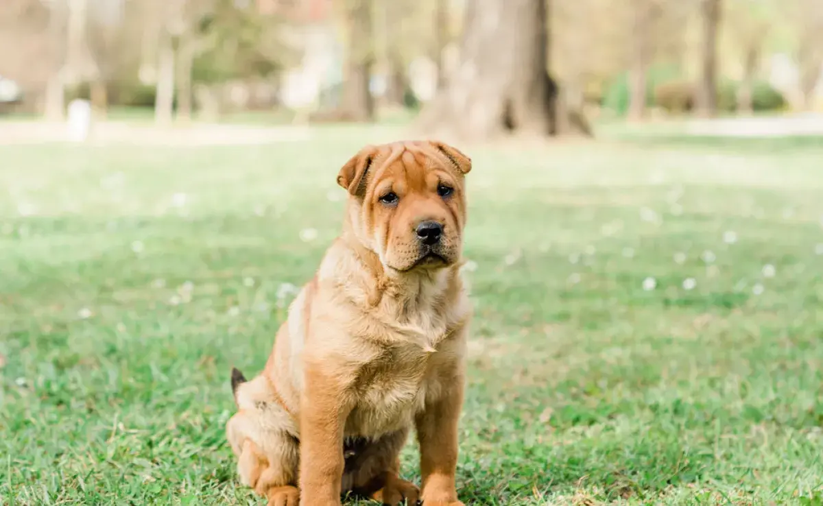 Los perros independientes no suelen sufrir ansiedad de separación