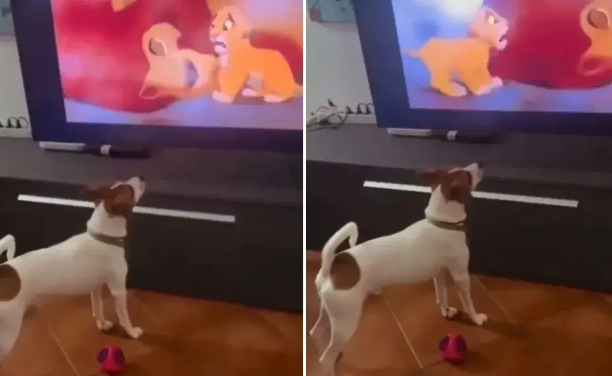 Perro llora al ver una de las escenas de película más tristes y conmueve la internet