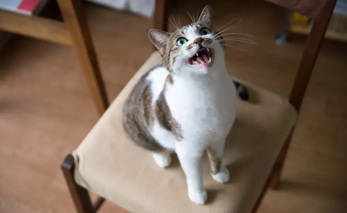 El canto de los pájaros es un sonido único que hacen los felinos, muy fácil de ser identificado