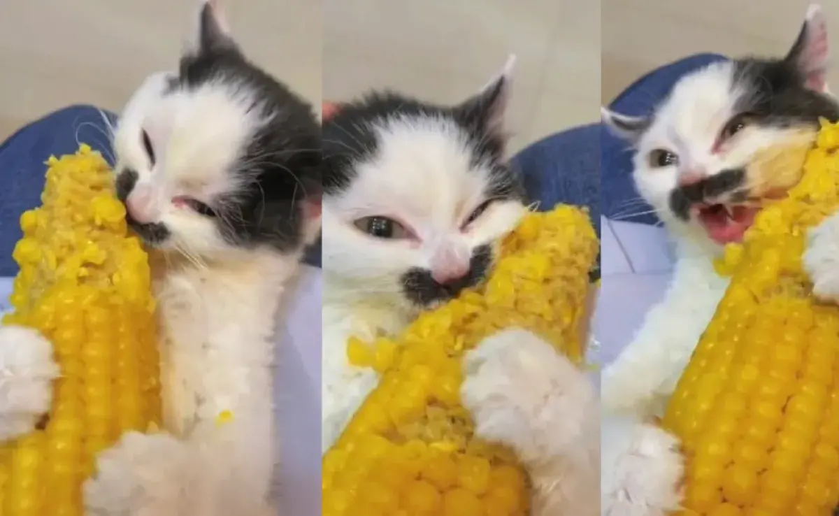 Mira el vídeo del cachorro y comprueba si el gato puede comer maíz