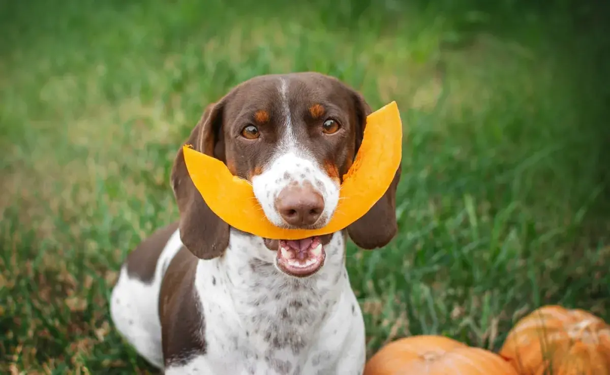 Las hortalizas para perro pueden ser ofrecidas como bocaditos y hacen súper bien