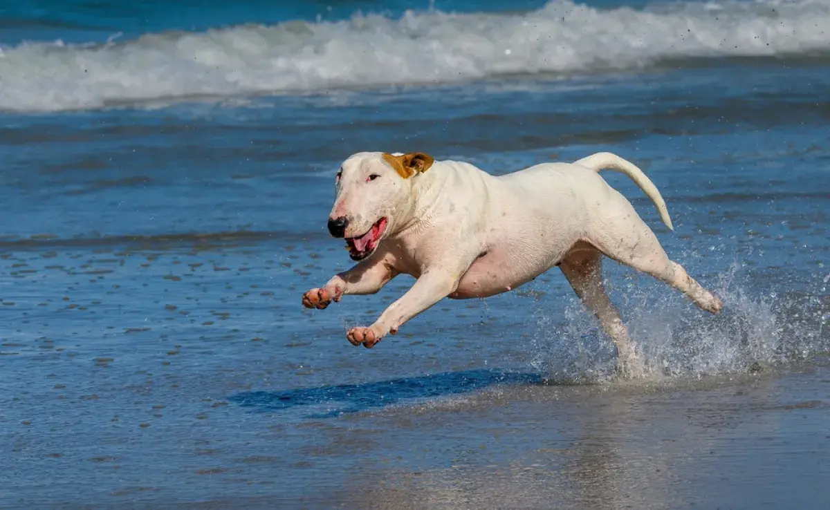 Los perros sienten calor, pero hay razas que sufren menos. ¡Mira cuáles son!