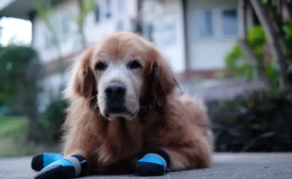 ¿Los zapatos para perro pueden ayudar al animal parapléjico? Descúbrelo