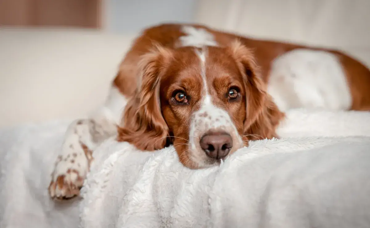 Perro zen: algunas razas son naturalmente más tranquilas que otras