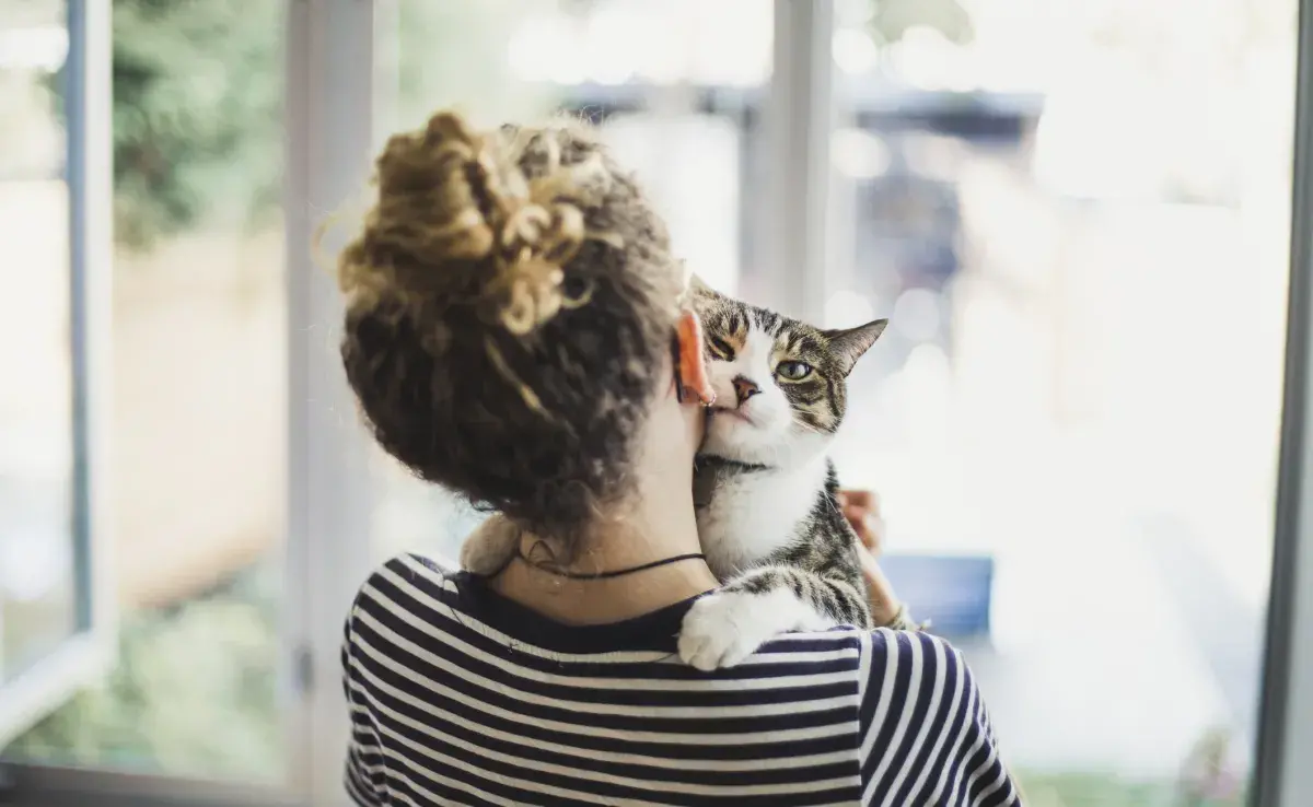 La toxoplasmosis no afecta a todos los gatos y no debe ser motivo para abandono y prejuicios con los animales