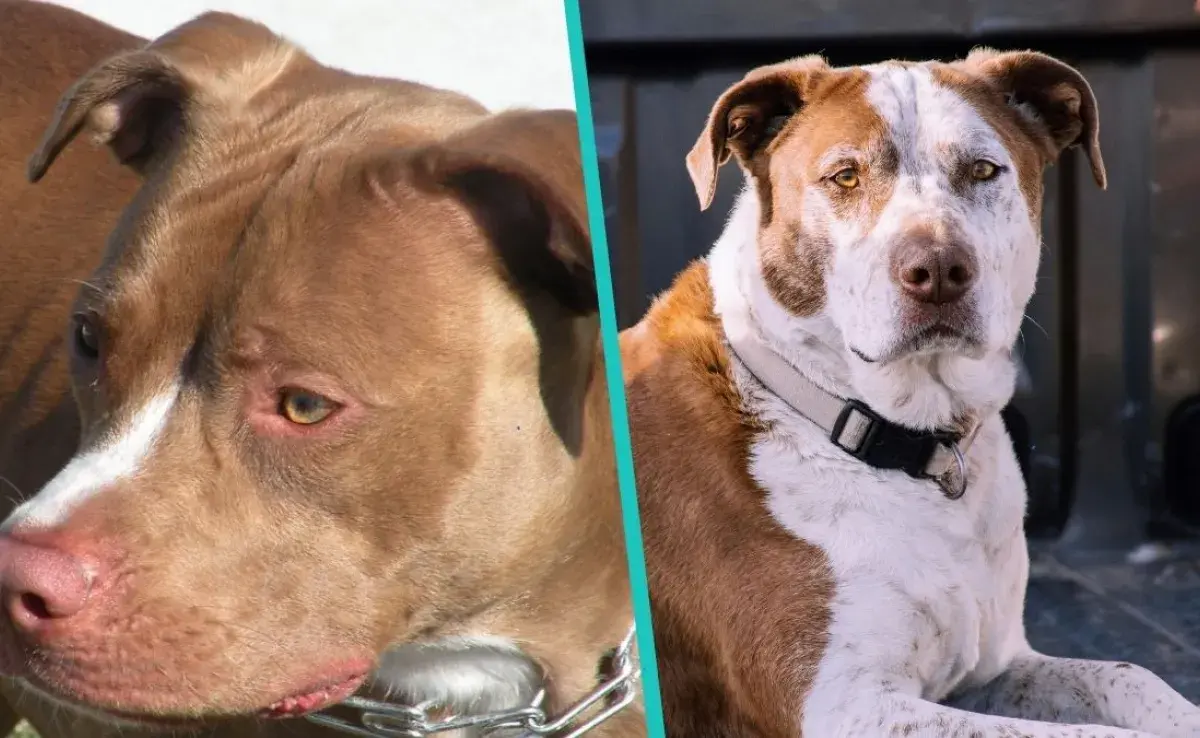 ¿Es peligroso el American Pitbull Terrier?