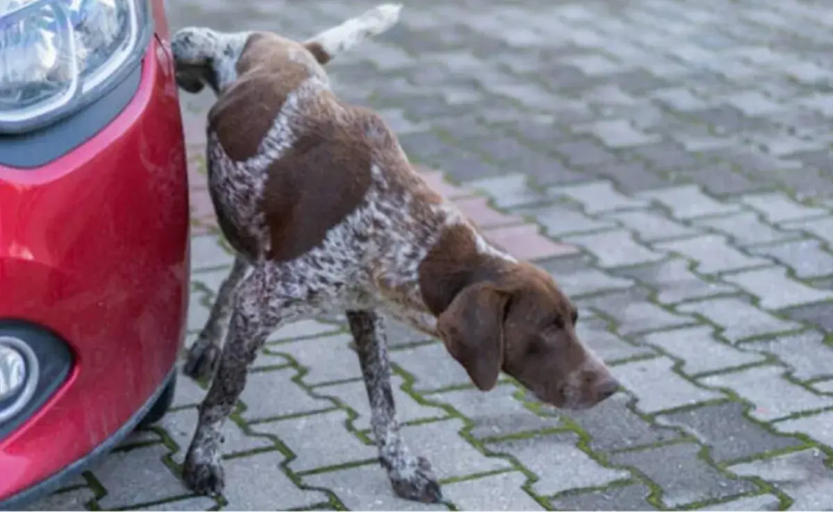 Los perros hacen pipí en las llantas para marcar territorio| Imagen obtenida de Getty