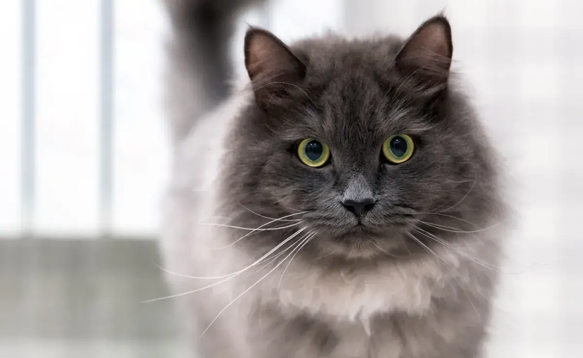 Los gatos Nebelung son una combinación perfecta de belleza, inteligencia y afecto