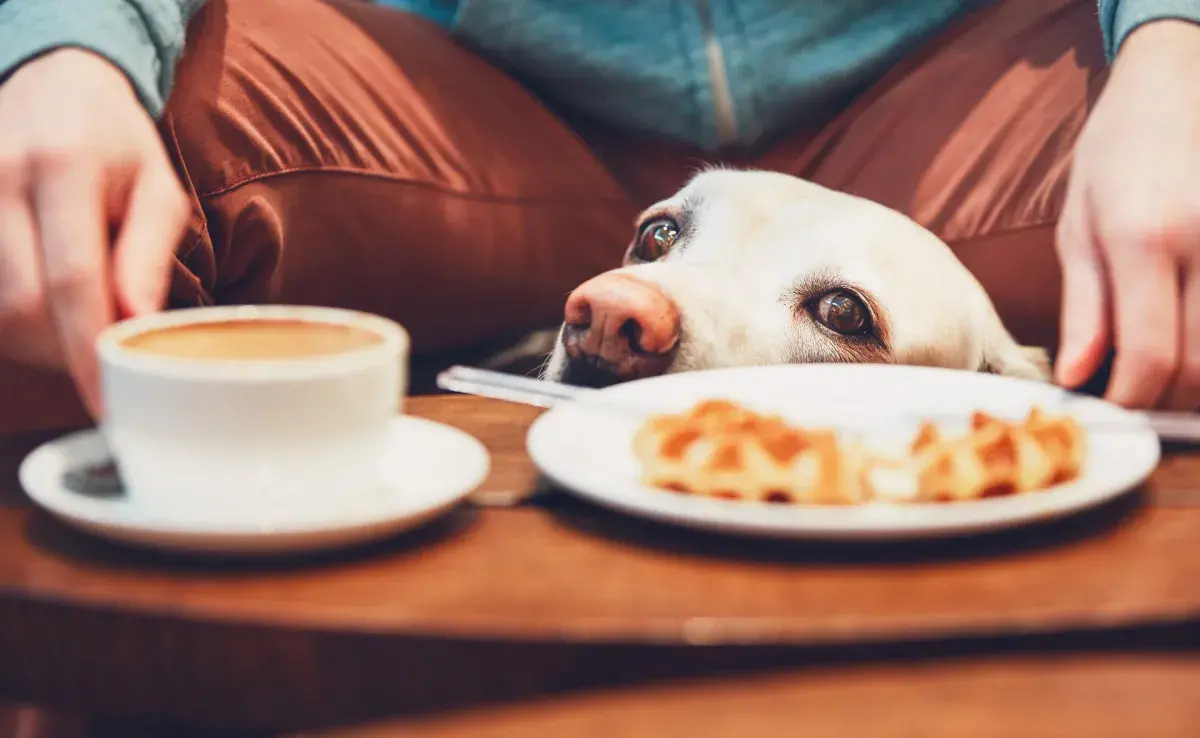 Si tu mascota consume alguno de los alimentos que los perros no pueden comer, llévalo inmediatamente a un veterinario para que reciba el tratamiento adecuado.