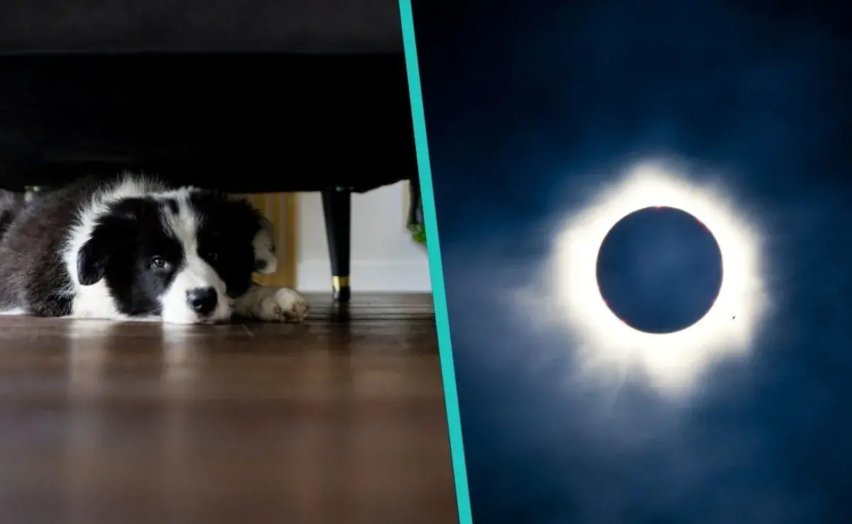 Eclipse solar 2024, así afectará a tu mascota