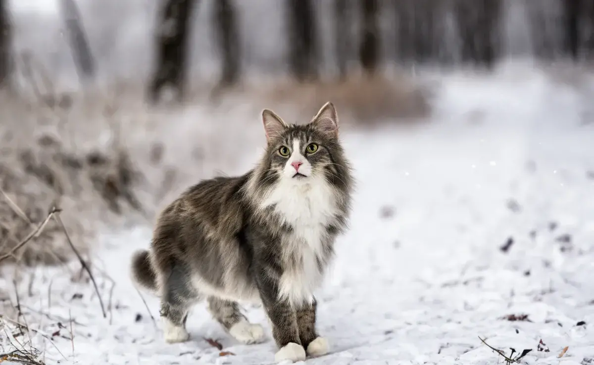 El gato del bosque de Noruega también es conocido como Wegie