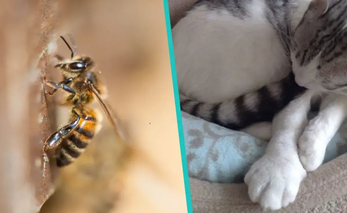 Recuerda que si los gatos han sido picados con anterioridad, podrían desarrollar una reacción alérgica mortal