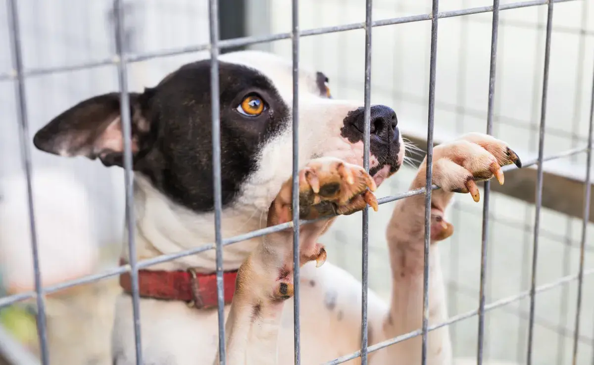 ¿Por qué algunas guarderías no utilizan jaulas para perros? 