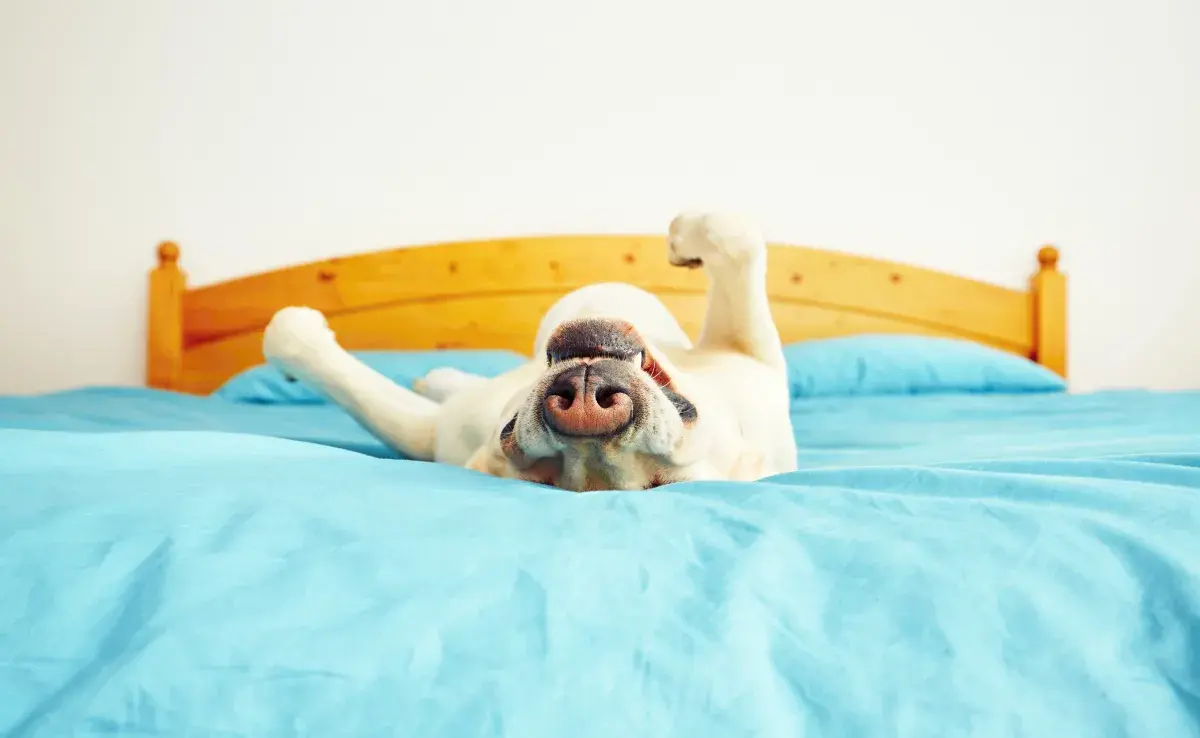 ¿Para qué sirve la cama elevada para perro?