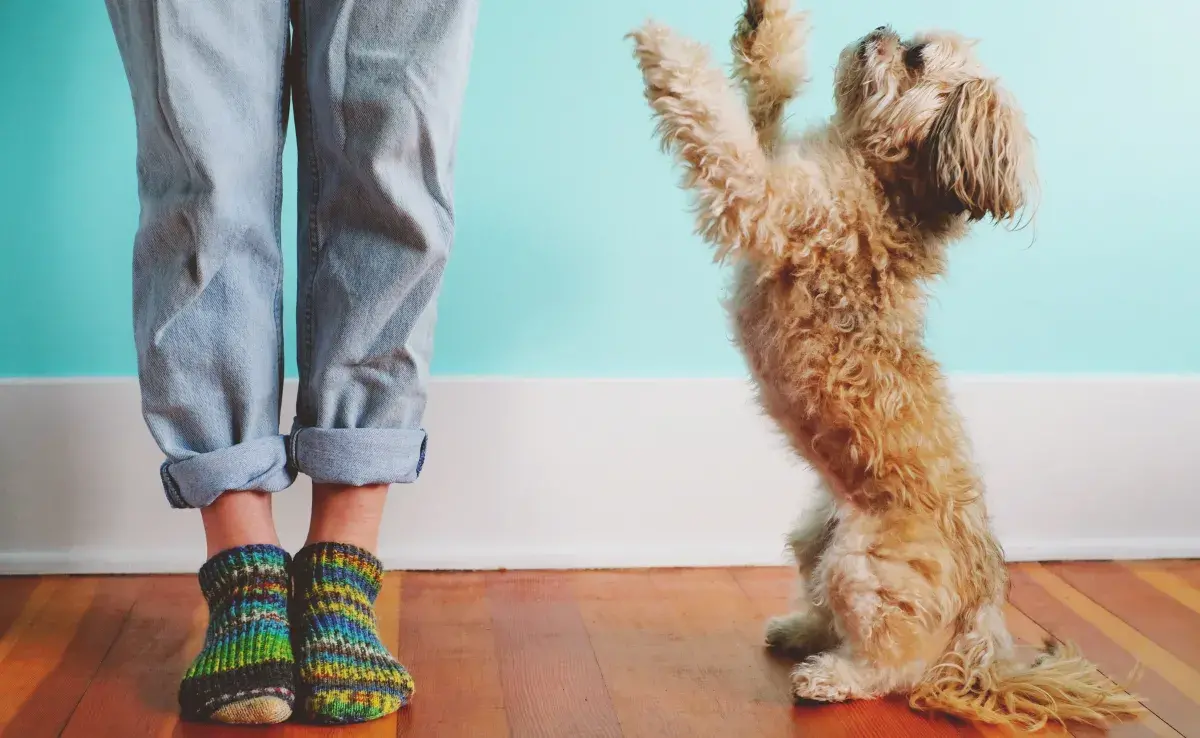 Los perros deciden comenzar a saltar sobre ti o simplemente brincotear en el suelo porque quieren recibir atención