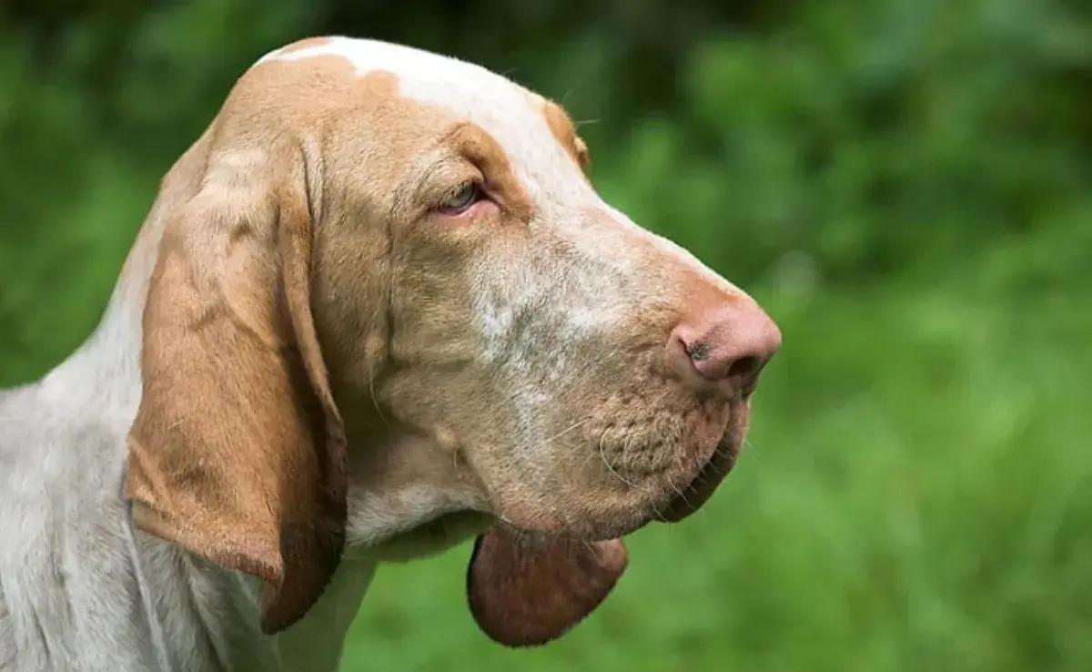 el perro con orejas grandes no solo es sinónimo de ternura: estos animales necesitan cuidados especiales 