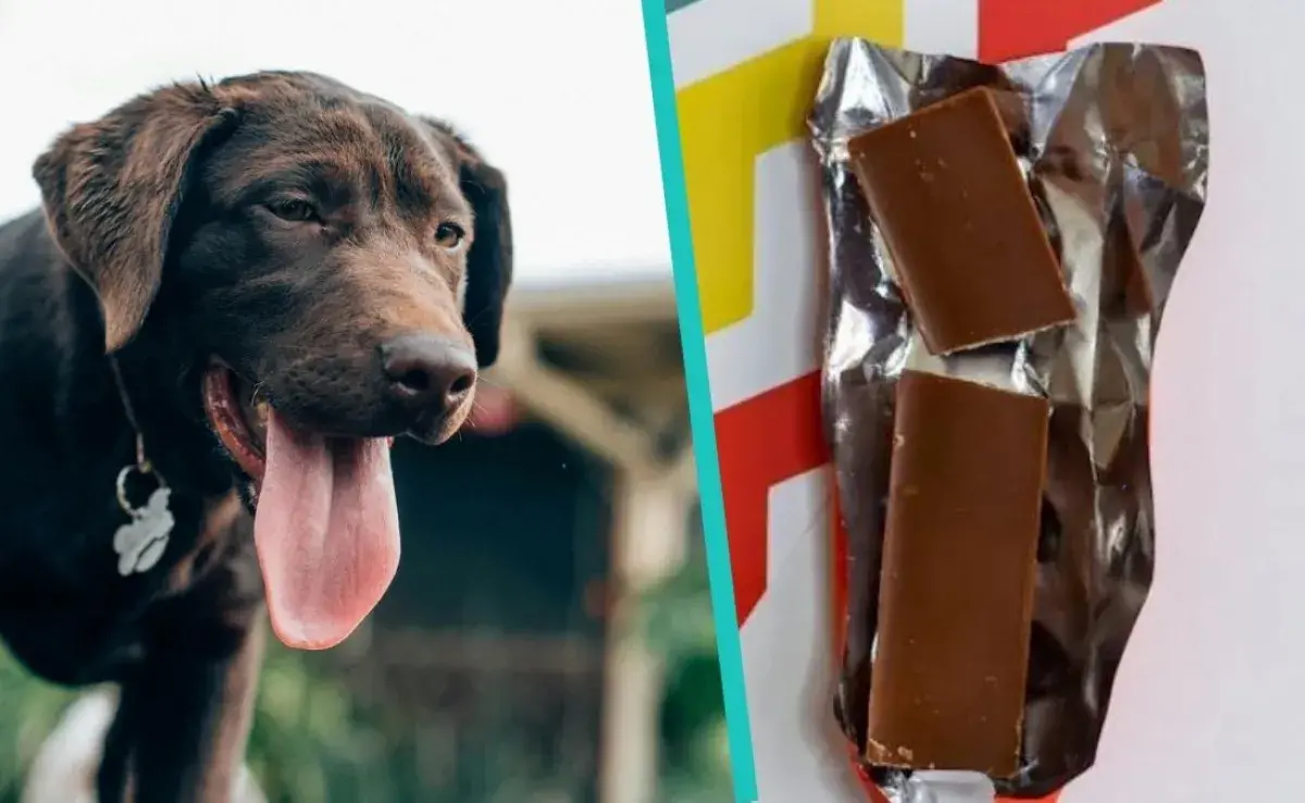 6 razones para no darle chocolate a tu perro