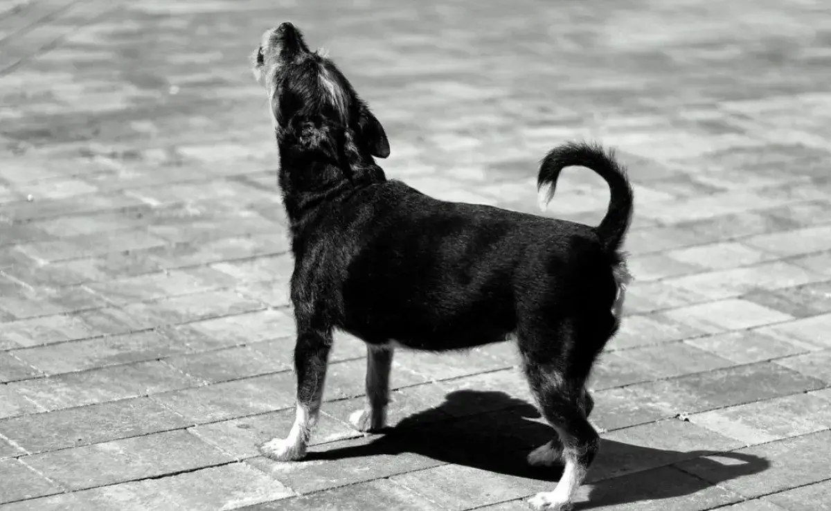 Conoce la 12 razas de perros que más ladran en el mundo