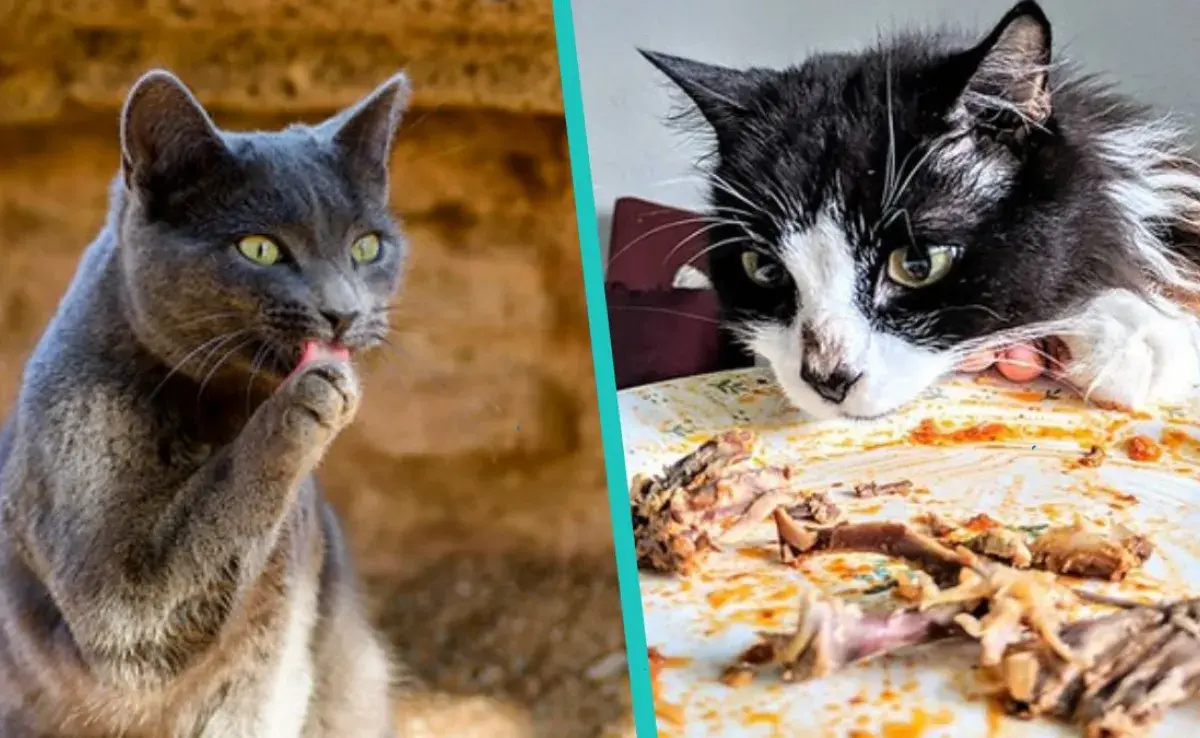 5 alimentos que un gato nunca debe comer, el último es el peor de todos