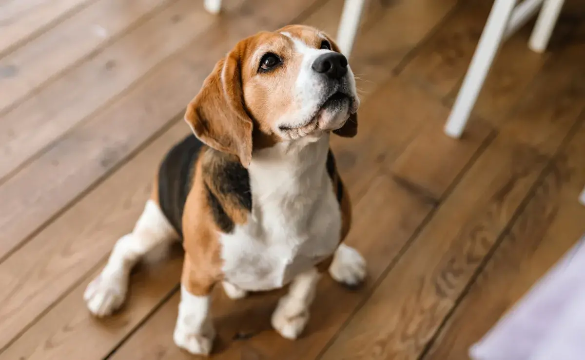  ¡Snoppy es un perrito de raza Beagle!