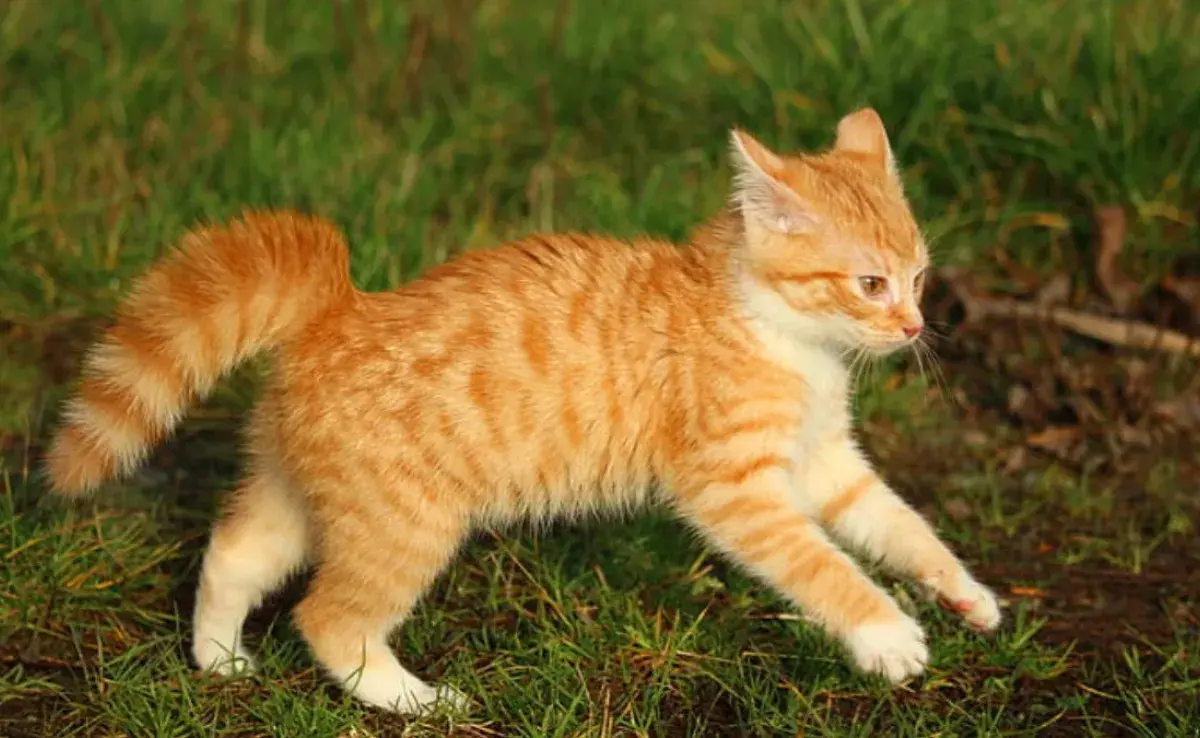 Gatos naranja: 6 datos curiosos sobre su personalidad