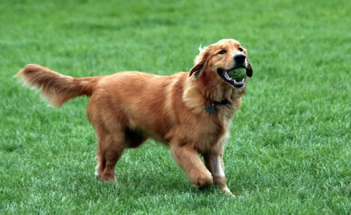 Es un perro apto para niños y familias, son una raza paciente, cariñosa y sociable.